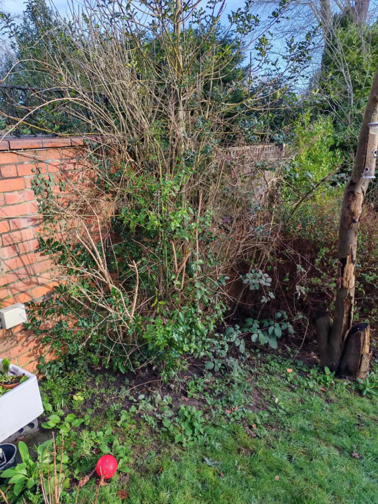 Overgrown garden corner before clearance — view 1