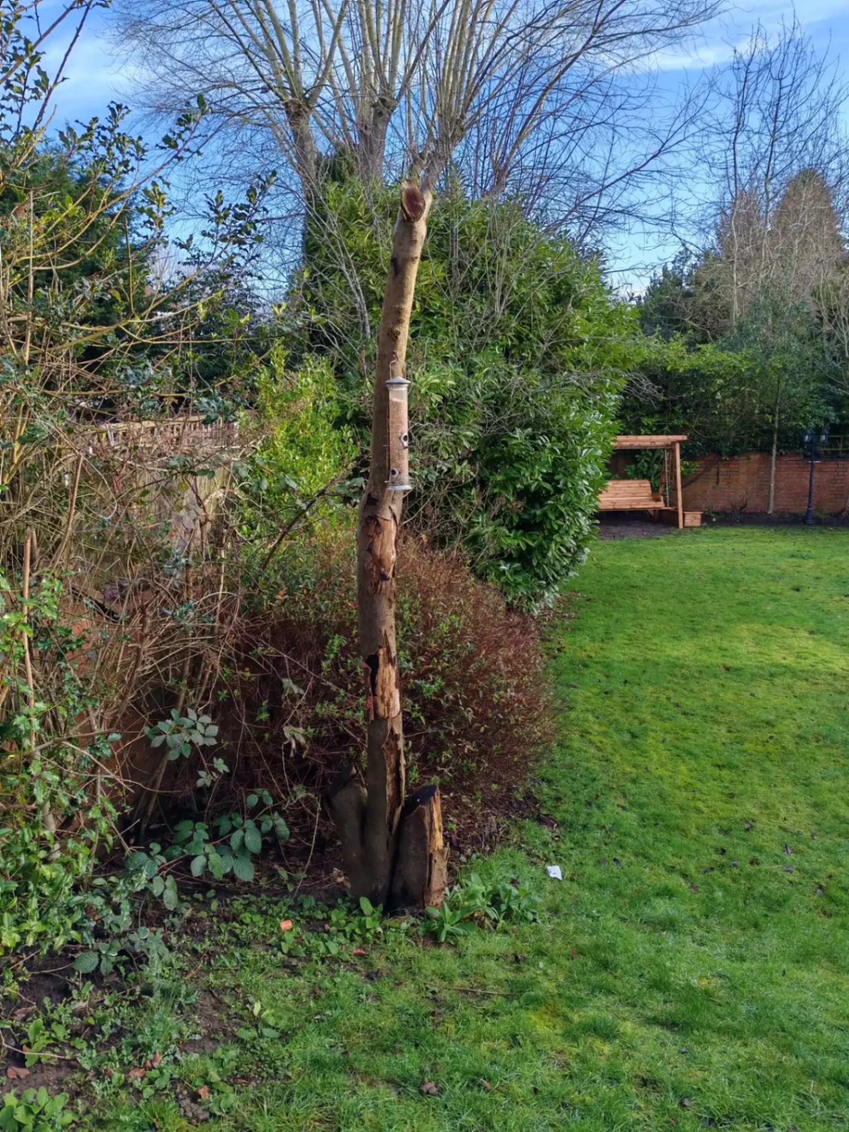 Overgrown garden corner before clearance — view 2