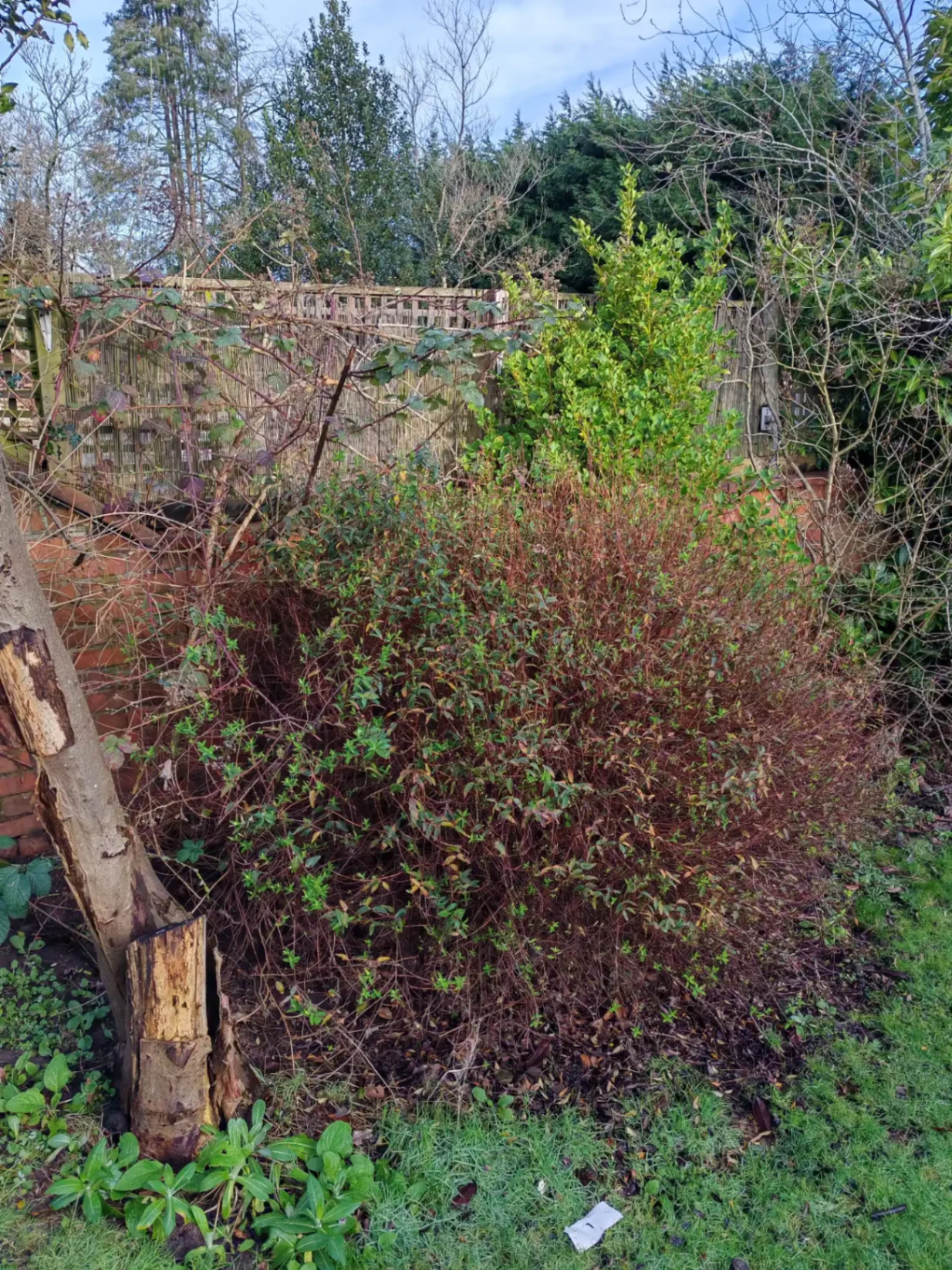 Overgrown garden corner before clearance — view 3
