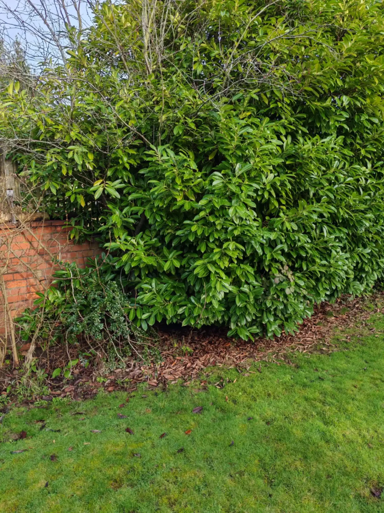 Overgrown garden corner before clearance — view 4