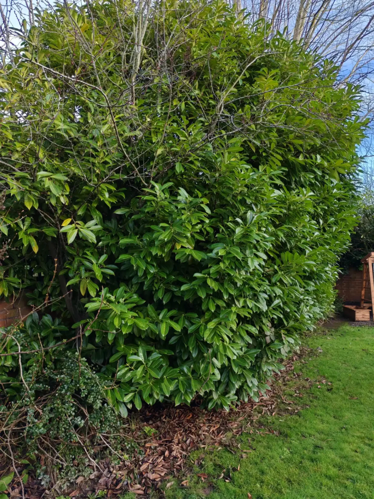 Garden clearance in progress — view 1
