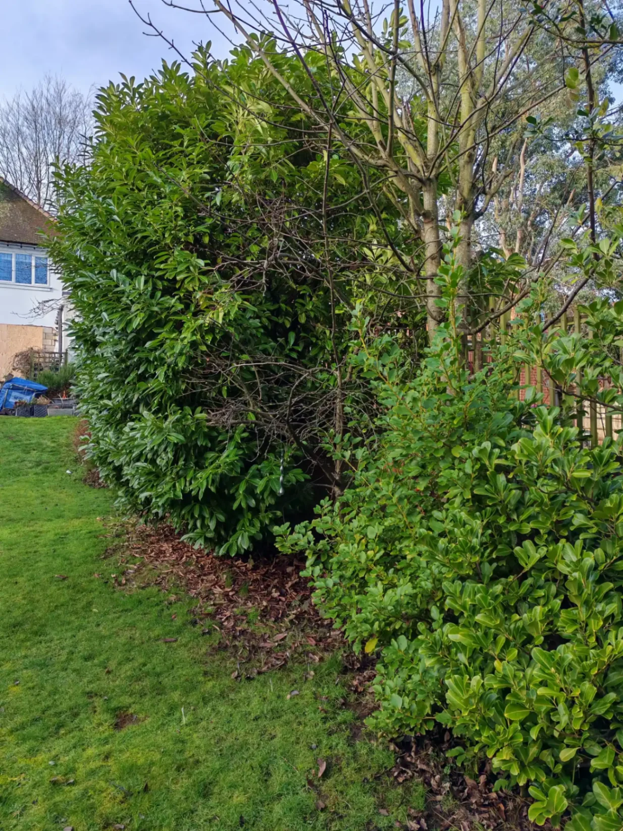 Garden clearance in progress — view 3