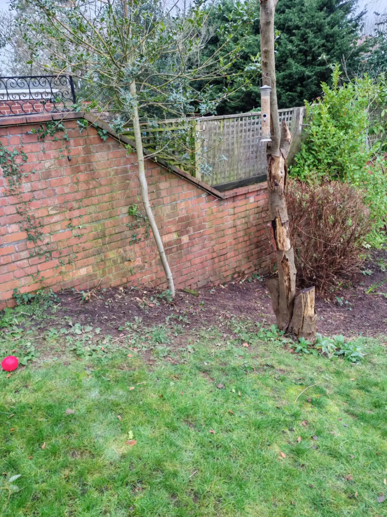 Cleared garden boundary — view 1