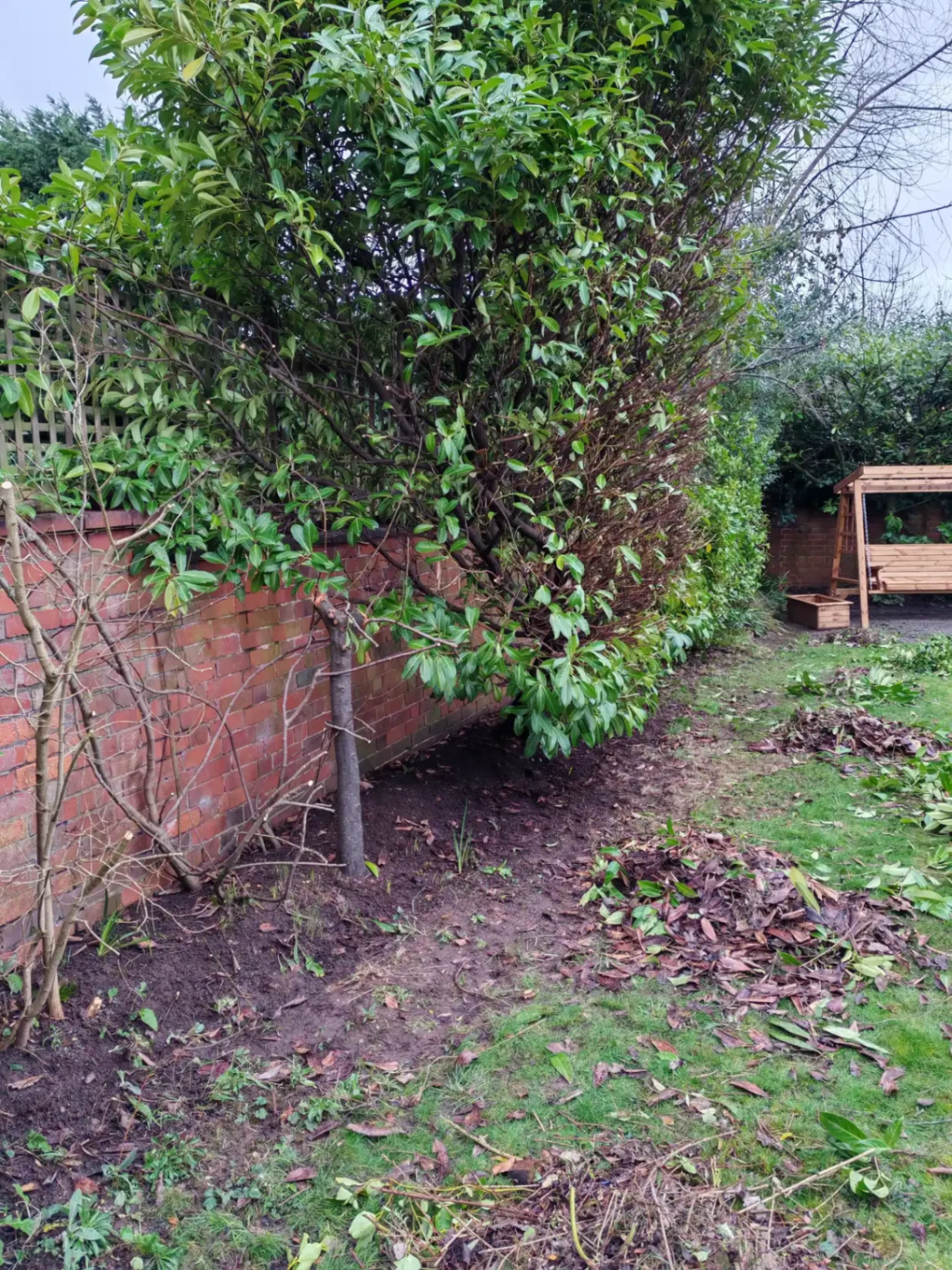 Cleared garden boundary — view 3